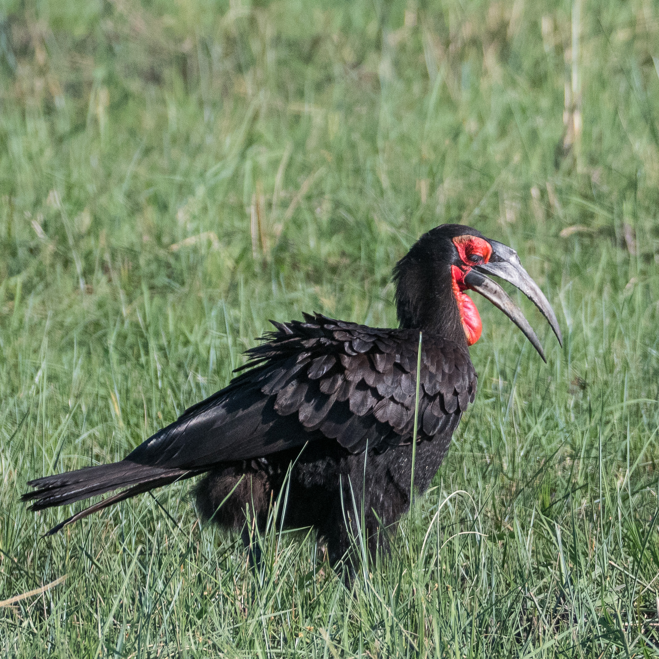 Bucorve du Sud (Southern ground-hornbill, Bucorvus leadbeateri), mâle adulte, Shinde, Delta de l'Okavango, Botswana.